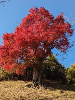 autumn leaves, natural, maple, autumn, JPG