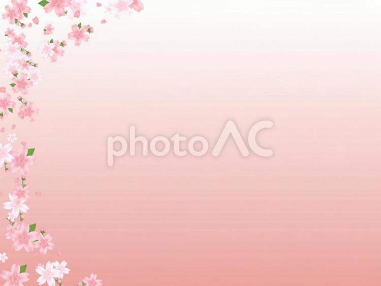 桜のピンクグラデーションの素材背景 ピンク,桜,サクラの写真素材