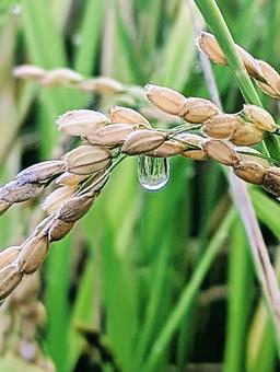 稲の朝露 稲の朝露 朝露,雫,水滴の写真素材