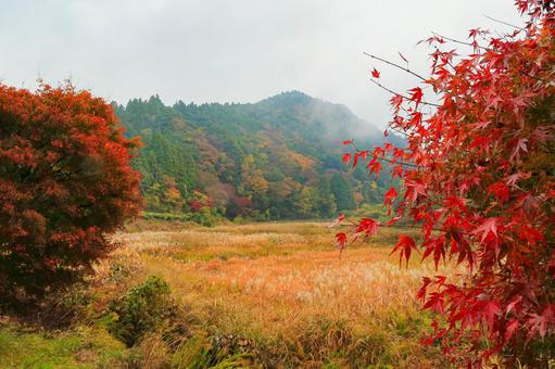 養老渓谷 養老渓谷,紅葉,秋の写真素材