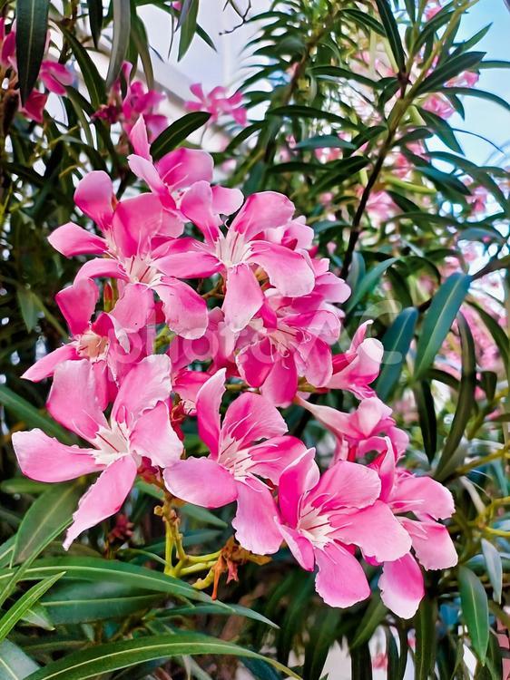 ピンク色のカンボジアのキョウチクトウの花 花,キョウチクトウ,ピンクの写真素材