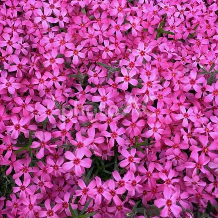 芝桜（しばざくら） 芝桜,しばざくら,春の写真素材