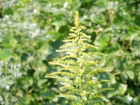 【花の写真】セイタカアワダチソウの写真