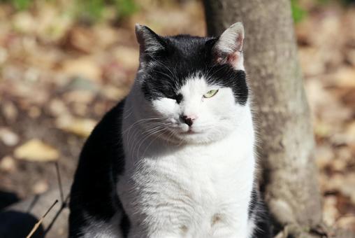 Cat looking at you, JPG Cat looking at you, JPG