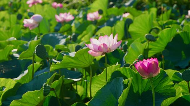 ハスの花 ハスの花の写真