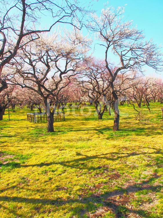 水戸偕楽園の梅 水戸,偕楽園,梅の写真素材