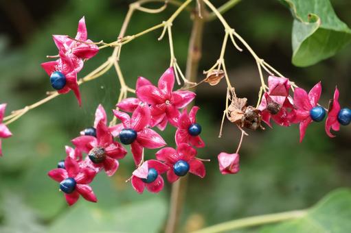 クサギの実 クサギ,青い実,秋の写真素材
