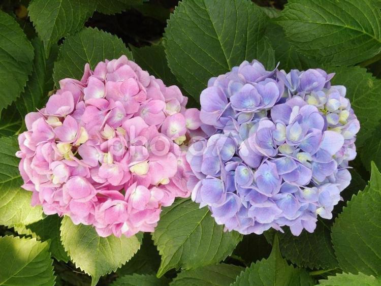 仲良しの２色の紫陽花の花(1) 紫陽花,花,ピンクの写真素材