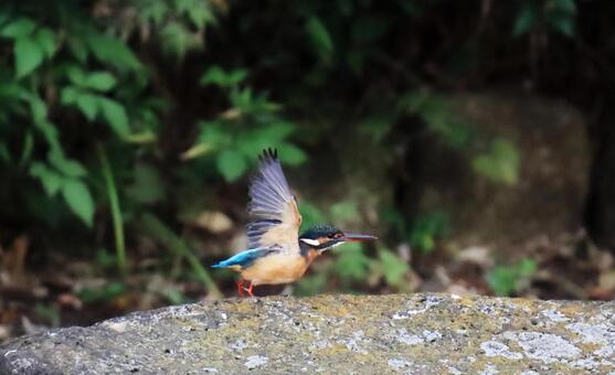 Photo, gnawing, kingfishers, emerald, 