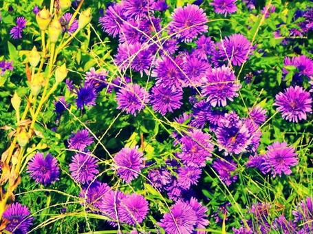 紫の花 紫の花の写真