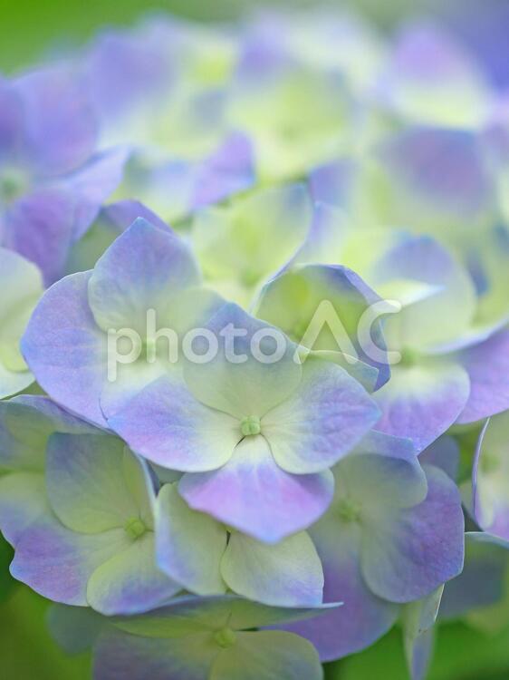 アジサイ　紫陽花　青い花 アジサイ,紫陽花,花の写真素材