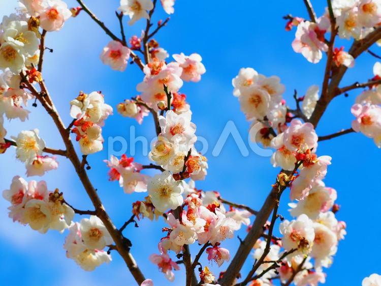 梅の花　５ ウメ,梅,花の写真素材