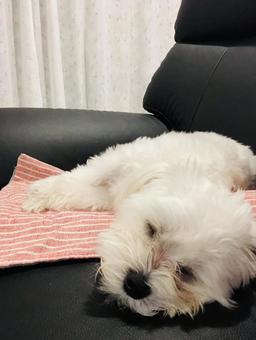 Sleeping maltese, JPG