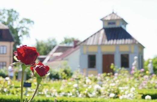Red roses and Western-style architecture, JPG Red roses and Western-style architecture, JPG