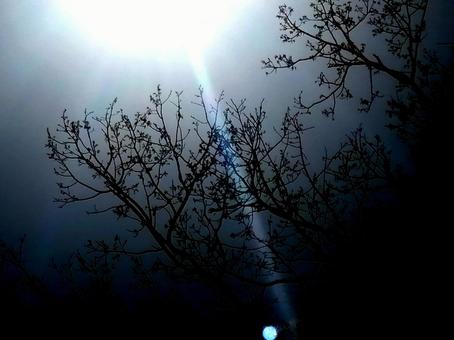 太陽光と樹木の枝とダークな空 太陽光と樹木の枝とダークな空の写真