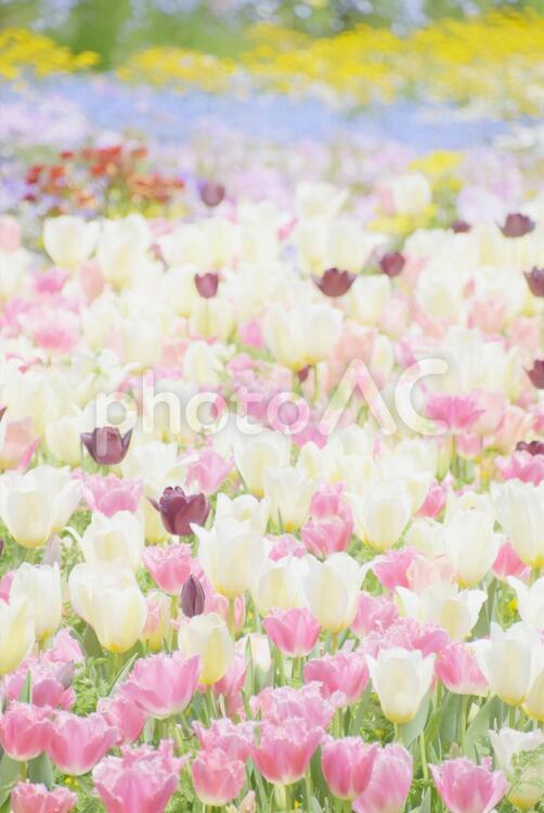 ふんわり・お花畑 チューリップ,春,花畑の写真素材