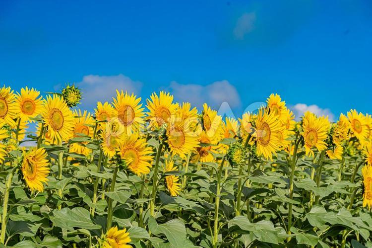 北海道　北竜町ひまわりの里 北海道,日本,北竜の写真素材
