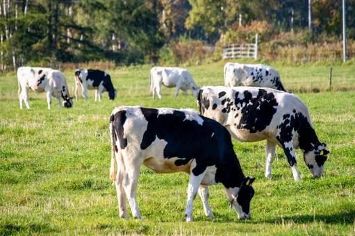 広大な牧草地で穏やかに草を食む牛たち 乳牛,牛,ホルスタインの写真素材