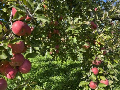 りんごの木 リンゴ,林檎,りんごの写真素材