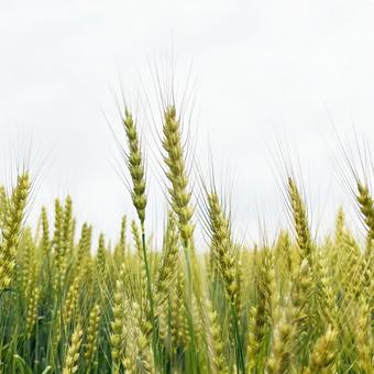 麦畑 麦畑の写真