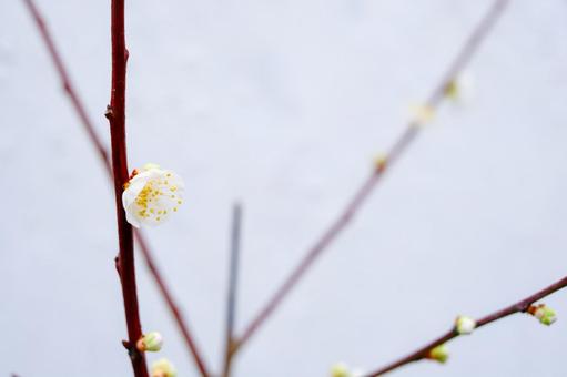 梅の花 梅の花の写真