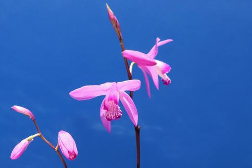 紫蘭の花 紫蘭の花の写真