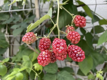 Photo, raspberry, strawberry, franboise, 