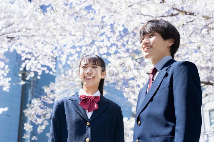 桜と男女の高校生 教育,桜,高校生の写真素材