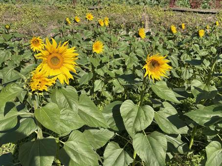 ひまわり 花,秋,植物の写真素材