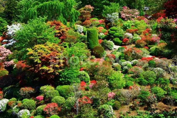春の日本庭園のイメージ 庭,庭園,日本庭園の写真素材