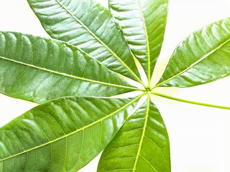 大きなパキラ(観葉植物)の葉43 大きなパキラ(観葉植物)の葉43 パキラ,パキラの葉,葉の写真素材