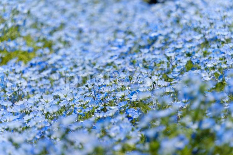 一面に咲き誇るネモフィラの大群落 ネモフィラ,青,花の写真素材