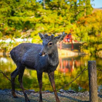 奈良公園の鹿 奈良公園の鹿 鹿,動物,自然の写真素材