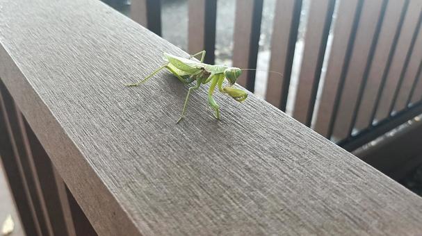 かまきり かまきり,昆虫,虫の写真素材