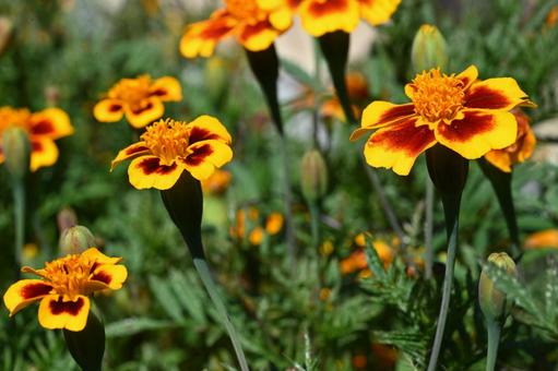 近所の庭に咲いたマリーゴールドの花 近所の庭に咲いたマリーゴールドの花の写真