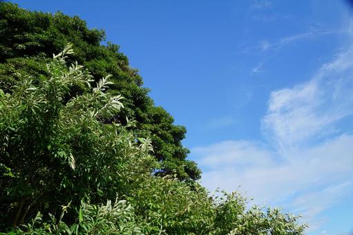 木々 木々 夏,夏空,風景の写真素材