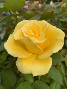 バラ　薔薇　花 バラ,薔薇,花の写真素材