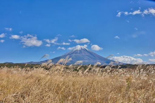 Mt. Fuji in the back of Japanese pampas grass, বহিরঙ্গন, পর্বত, সাফ আবহাওয়া, JPG