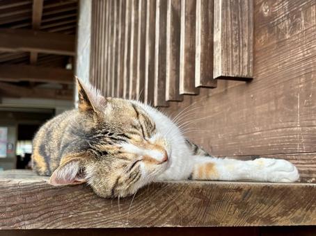眠気に負けそうな猫 眠気に負けそうな猫 猫,ネコ,オレンジの写真素材