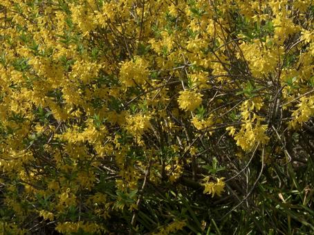 レンギョウの花-2の写真