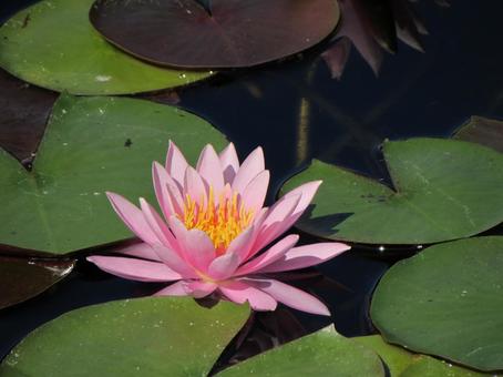 睡蓮j 睡蓮,スイレン,ピンクの花の写真素材