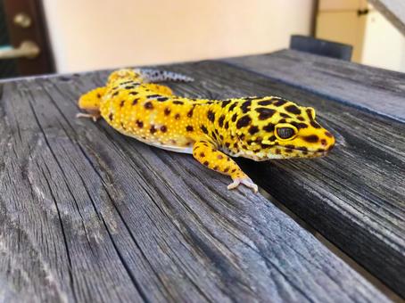 幸せの黄色いトカゲ（レオパ）2 レオパードゲッコー,トカゲ,ヒョウモントカゲモドキの写真素材