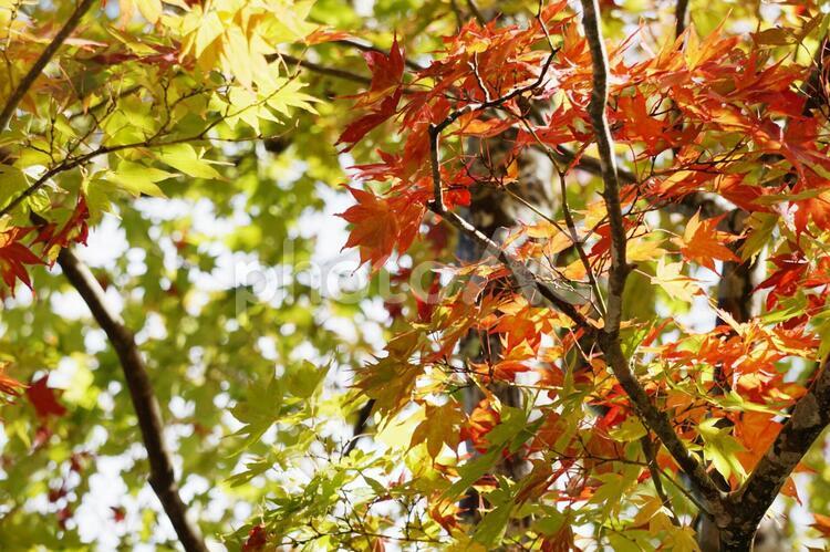 もみじが見える風景 もみじ,紅葉,カエデの写真素材