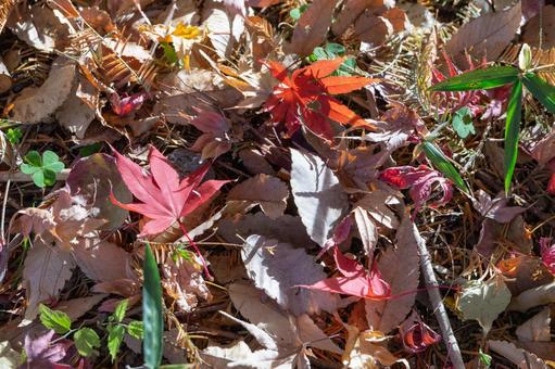 秋の気配・黄葉した落ち葉 秋の気配・黄葉した落ち葉 紅葉,秋,モミジの写真素材