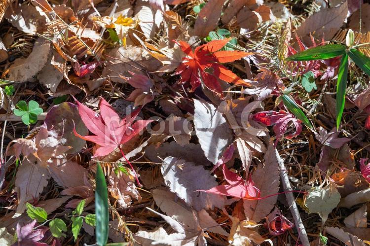 秋の気配・黄葉した落ち葉 紅葉,秋,モミジの写真素材