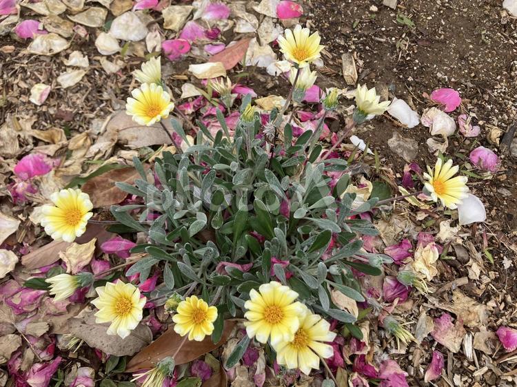 クリーム色のガザニア 植物,花,ガザニアの写真素材