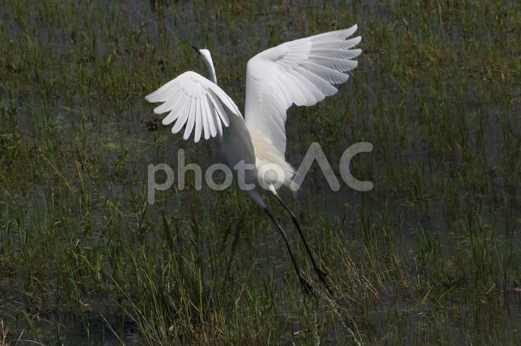 あ　よいしょっと とり,鳥,トリの写真素材