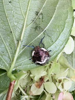 アカスジキンカメムシ 04 アカスジキンカメムシ 04 アカスジキンカメムシ,赤筋金亀虫,椿象の写真素材
