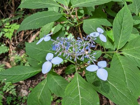 ガクアジサイ②の写真