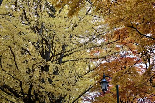 イチョウとモミジ 紅葉,北海道,秋の写真素材